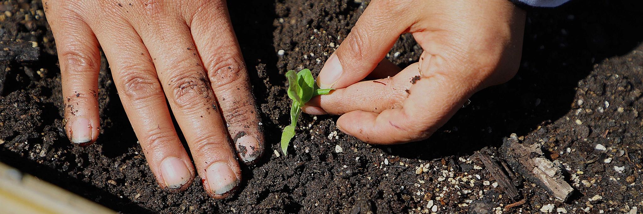 El ciclo impartido por el Instituto de investigación entregó diversas herramientas para un mejor manejo de huertas sustentables. 